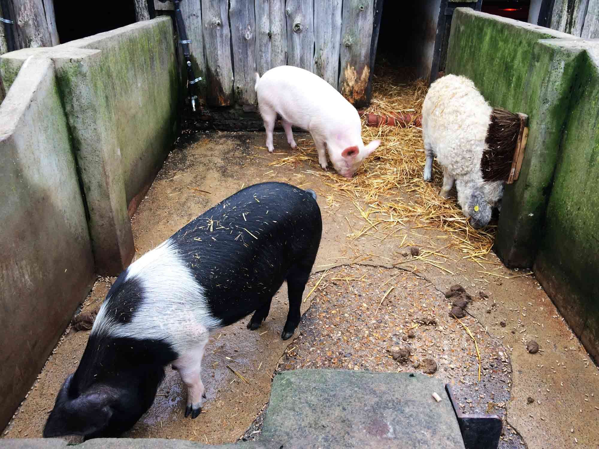 🏞️ 매너 팜 (Manor Farm)